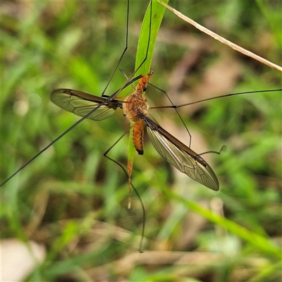 Leptotarsus (Macromastix) costalis (Common Brown Crane Fly) at Mount Annan, NSW - 3 Oct 2024 by MatthewFrawley