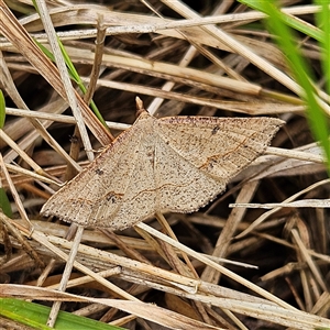 Taxeotis perlinearia (Spring Taxeotis) at Mount Annan, NSW by MatthewFrawley