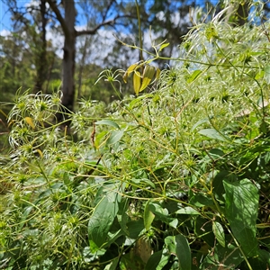 Clematis glycinoides (Headache Vine) at Mount Annan, NSW by MatthewFrawley