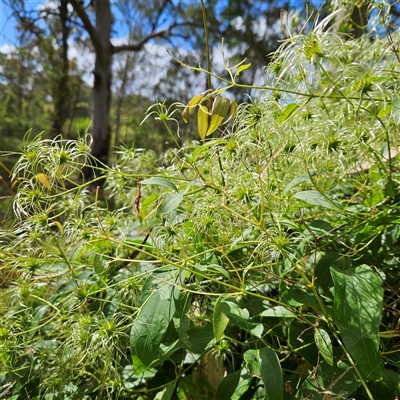 Clematis glycinoides (Headache Vine) at Mount Annan, NSW - 3 Oct 2024 by MatthewFrawley