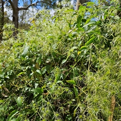 Clematis glycinoides at Mount Annan, NSW - 3 Oct 2024