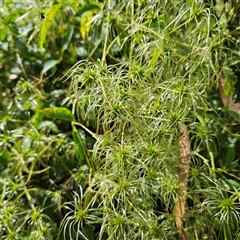 Clematis glycinoides at Mount Annan, NSW - 3 Oct 2024