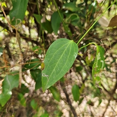 Clematis glycinoides at Mount Annan, NSW - 3 Oct 2024