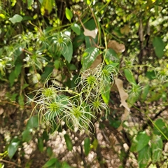 Clematis glycinoides at Mount Annan, NSW - 3 Oct 2024 09:40 AM