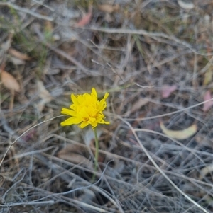 Microseris walteri at Bungendore, NSW - suppressed