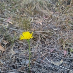 Microseris walteri at Bungendore, NSW - suppressed