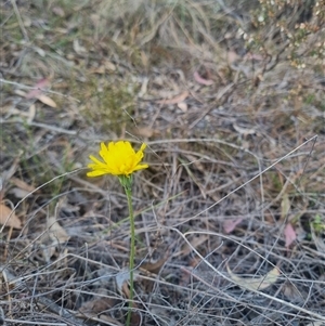 Microseris walteri at Bungendore, NSW - 30 Sep 2024