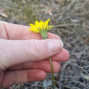 Microseris walteri at Bungendore, NSW - suppressed