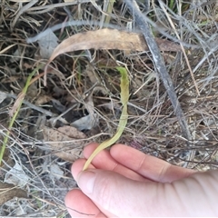 Microseris walteri at Bungendore, NSW - suppressed