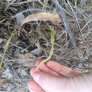 Microseris walteri at Bungendore, NSW - suppressed