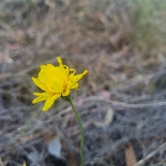 Microseris walteri at Bungendore, NSW - suppressed