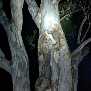 Cacatua galerita at Kambah, ACT - 3 Oct 2024