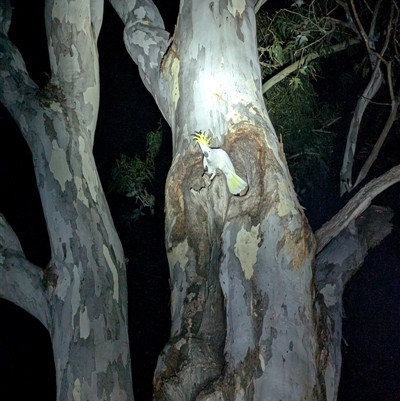 Cacatua galerita at Kambah, ACT - 3 Oct 2024 by HelenCross