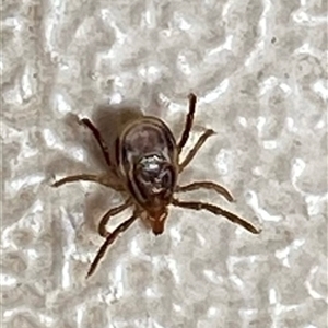 Ixodes sp. (genus) at suppressed - suppressed