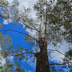 Eucalyptus moluccana at Mount Annan, NSW - 2 Oct 2024 by MatthewFrawley