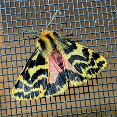 Ardices curvata (Crimson Tiger Moth) at Kambah, ACT - 3 Oct 2024 by HelenCross