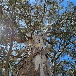 Eucalyptus tereticornis at Mount Annan, NSW by MatthewFrawley