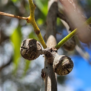 Eucalyptus tereticornis at Mount Annan, NSW - 3 Oct 2024 10:15 AM