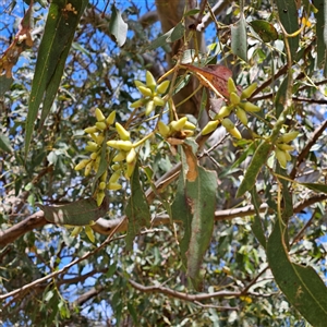 Eucalyptus tereticornis at Mount Annan, NSW - 3 Oct 2024 10:15 AM