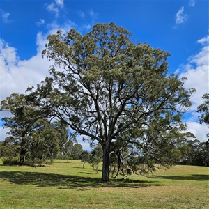 Eucalyptus crebra at Mount Annan, NSW by MatthewFrawley