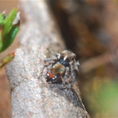 Maratus calcitrans (Kicking peacock spider) at Aranda, ACT - 3 Oct 2024 by Harrisi