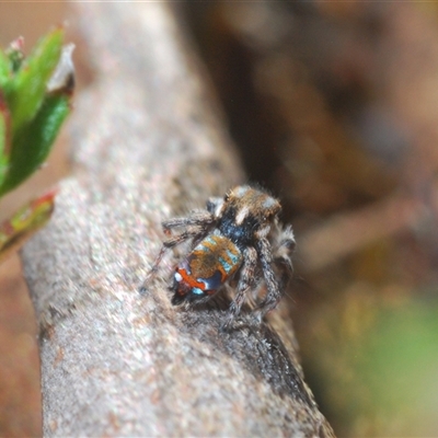 Maratus calcitrans (Kicking peacock spider) at Aranda, ACT - 3 Oct 2024 by Harrisi