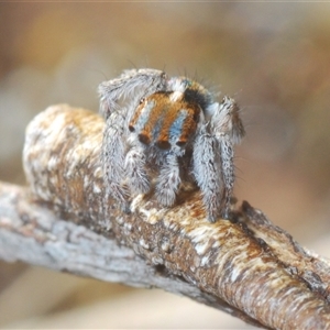 Maratus calcitrans at Aranda, ACT - suppressed