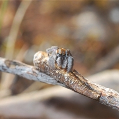 Maratus calcitrans at Aranda, ACT - suppressed