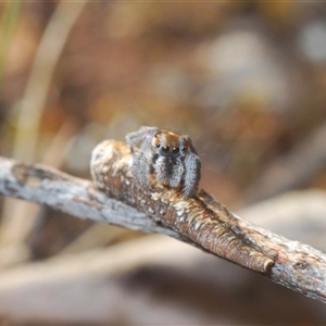 Maratus calcitrans at Aranda, ACT - suppressed