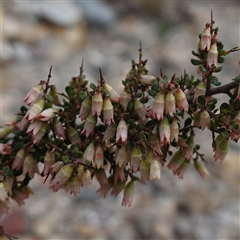 Cryptandra spinescens at Lower Borough, NSW - 2 Oct 2024 by RobG1