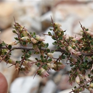 Cryptandra spinescens at Lower Borough, NSW - 2 Oct 2024