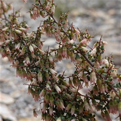 Cryptandra spinescens at Lower Borough, NSW - 2 Oct 2024