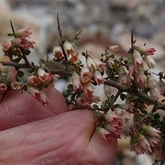 Cryptandra spinescens at Lower Borough, NSW - 2 Oct 2024