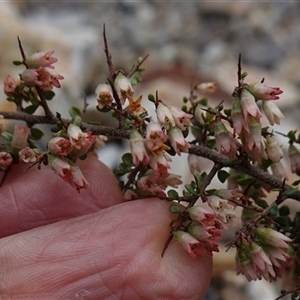 Cryptandra spinescens at Lower Borough, NSW - 2 Oct 2024