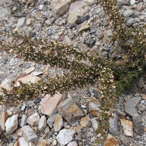 Cryptandra spinescens at Lower Borough, NSW - 2 Oct 2024