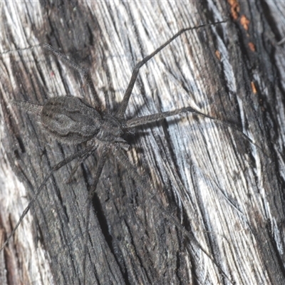 Tamopsis fickerti (Two-tailed spider) at Aranda, ACT - 3 Oct 2024 by Harrisi