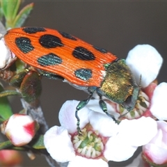 Castiarina octomaculata (A jewel beetle) at O'Connor, ACT - 3 Oct 2024 by Harrisi