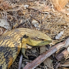 Tiliqua scincoides scincoides (Eastern Blue-tongue) at Macgregor, ACT - 2 Oct 2024 by Jiggy