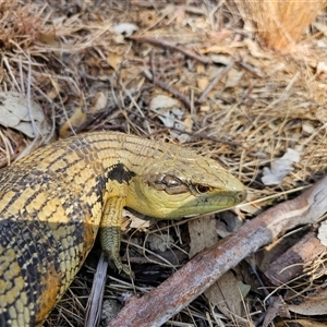 Tiliqua scincoides scincoides at Macgregor, ACT - 2 Oct 2024