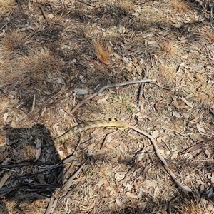 Tiliqua scincoides scincoides at Macgregor, ACT - 2 Oct 2024