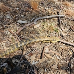 Tiliqua scincoides scincoides at Macgregor, ACT - 2 Oct 2024