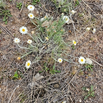 Leucochrysum albicans subsp. tricolor (Hoary Sunray) at Macgregor, ACT - 2 Oct 2024 by Jiggy