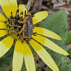 Lasioglossum (Chilalictus) lanarium (Halictid bee) at Macgregor, ACT - 2 Oct 2024 by Jiggy