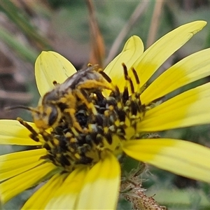 Lasioglossum (Chilalictus) lanarium at Macgregor, ACT - 2 Oct 2024 12:52 PM