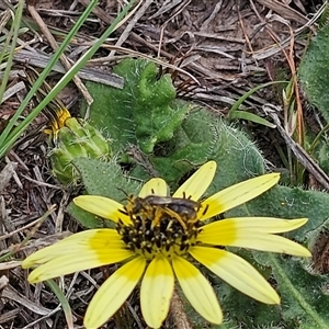 Lasioglossum (Chilalictus) lanarium at Macgregor, ACT - 2 Oct 2024 12:52 PM