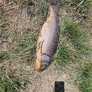 Cyprinus carpio at Macgregor, ACT - 1 Oct 2024 11:29 AM