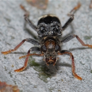 Trogodendron sp. (genus) at Acton, ACT - 1 Oct 2024