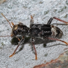 Trogodendron sp. (genus) at Acton, ACT - 1 Oct 2024