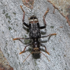 Trogodendron sp. (genus) at Acton, ACT - 1 Oct 2024