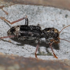 Trogodendron sp. (genus) at Acton, ACT - 1 Oct 2024